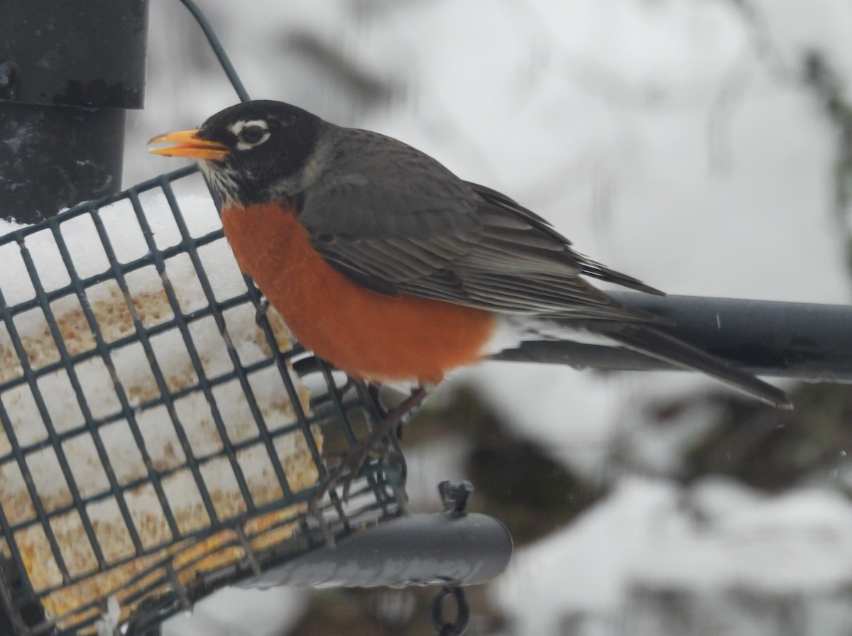 American Robin - meade cadot