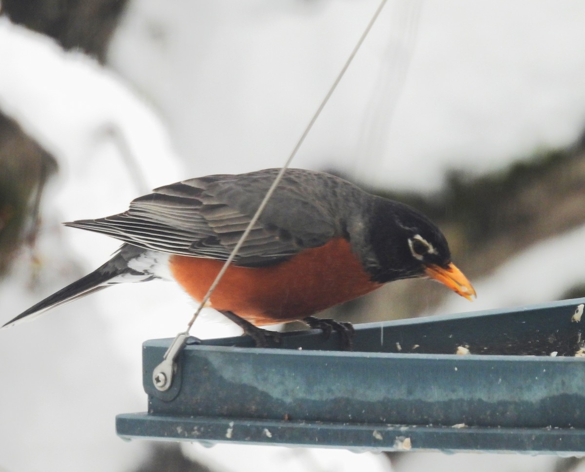 American Robin - meade cadot