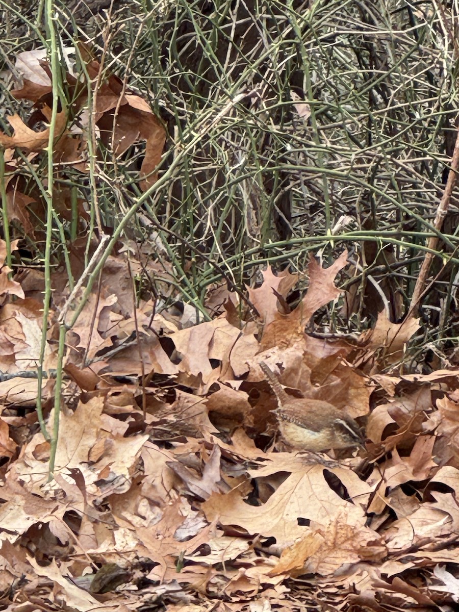 Carolina Wren - ML616944001