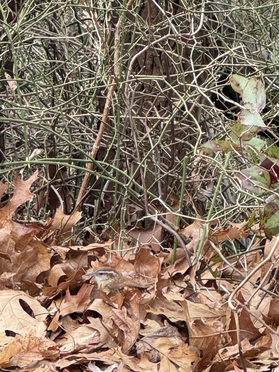 Carolina Wren - ML616944002