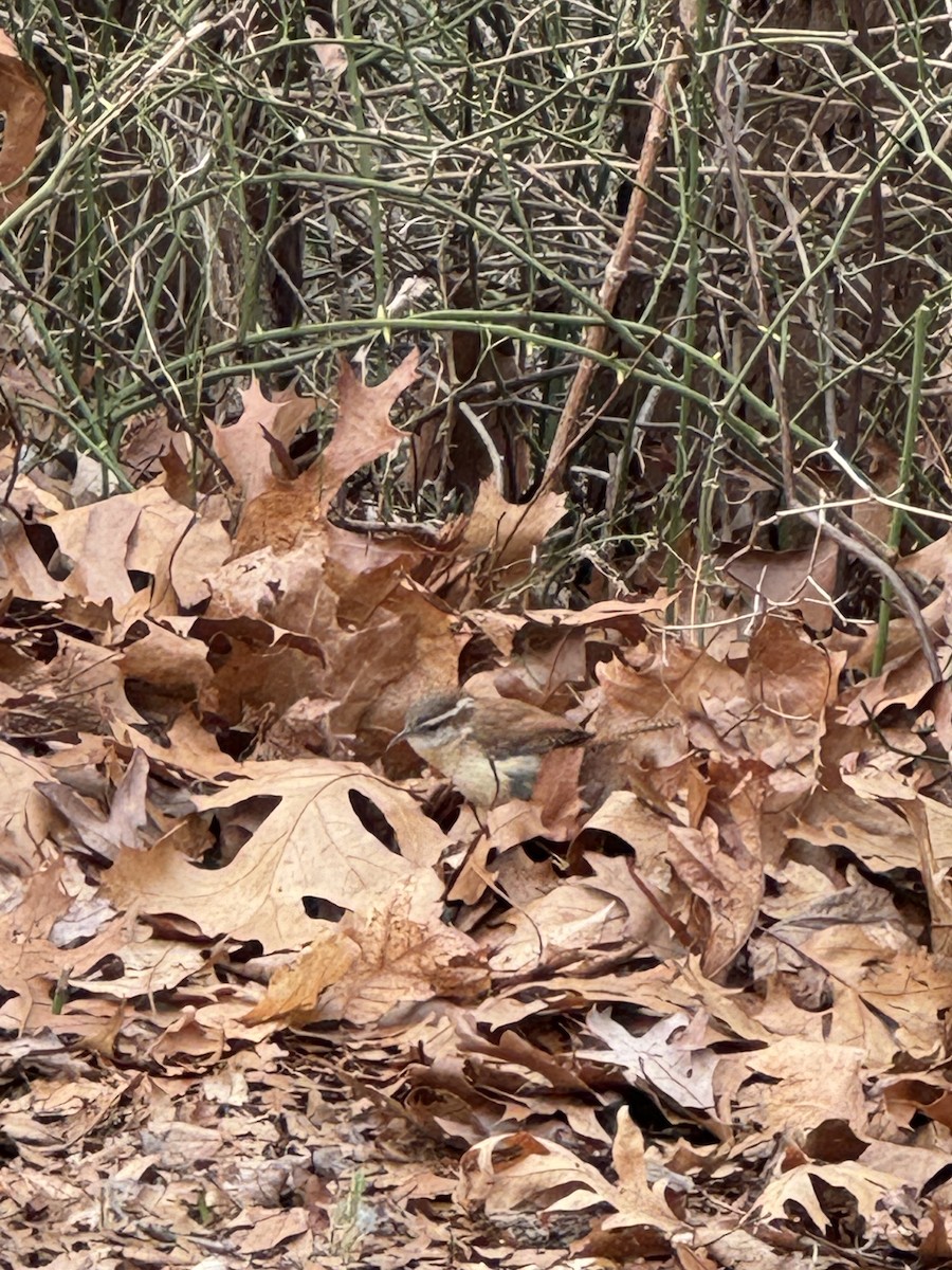 Carolina Wren - ML616944003