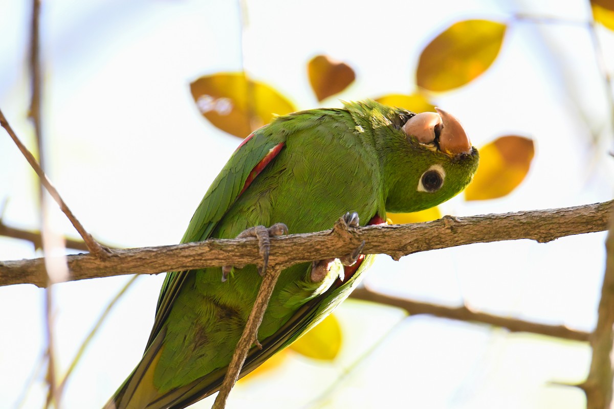 Conure maîtresse - ML616944009