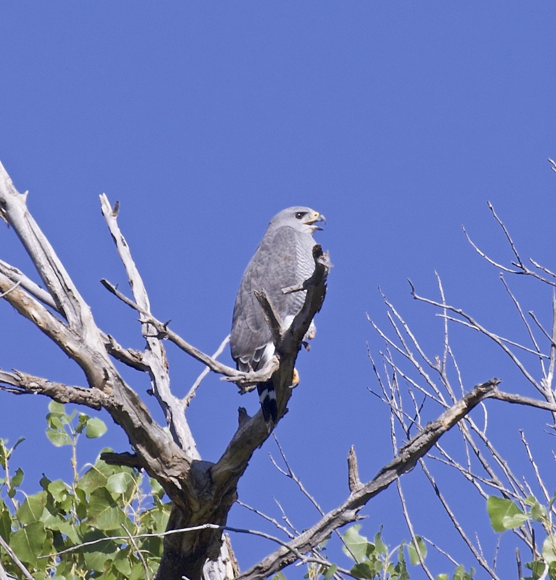 Gray Hawk - ML616944040