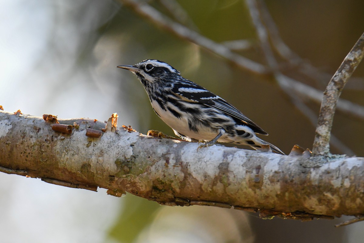 Black-and-white Warbler - ML616944054