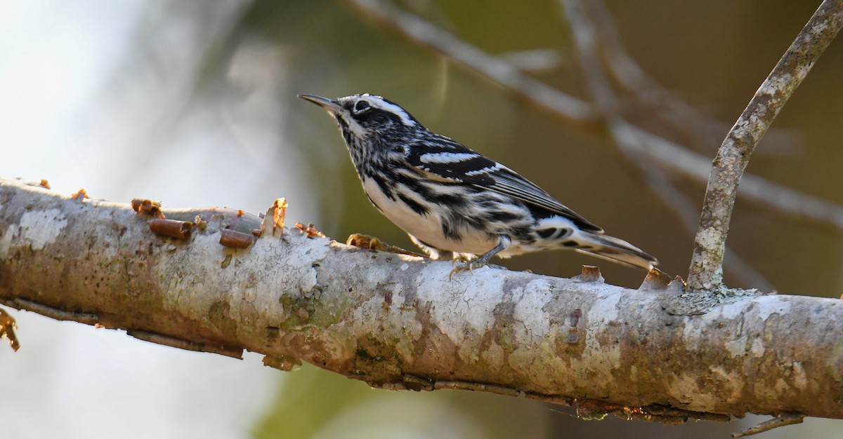 Black-and-white Warbler - ML616944055