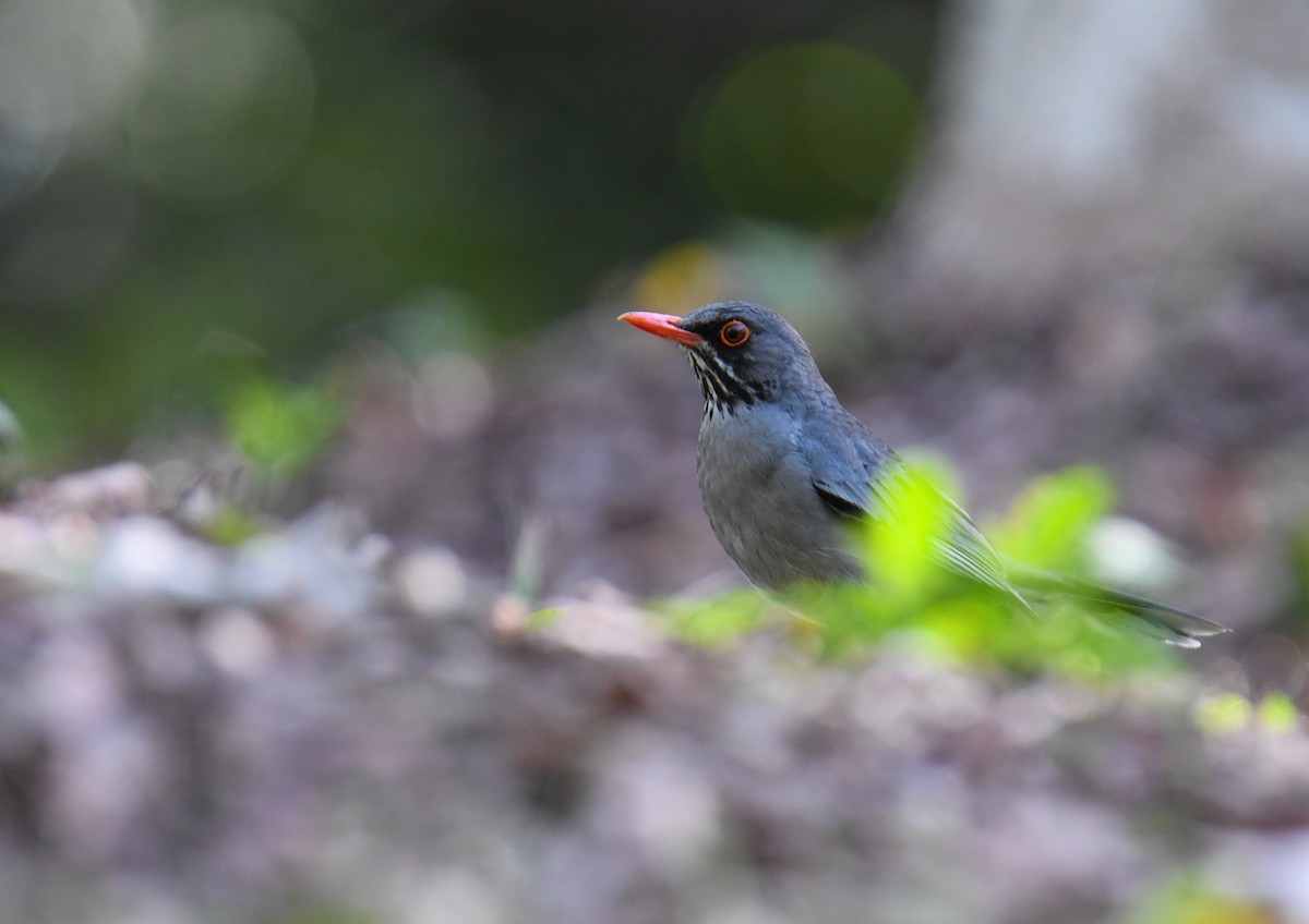 Red-legged Thrush (Antillean) - David Chernack