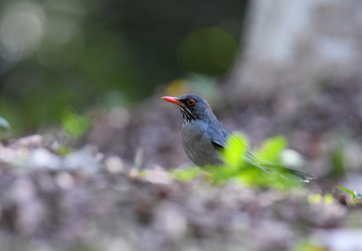 Red-legged Thrush (Antillean) - ML616944068