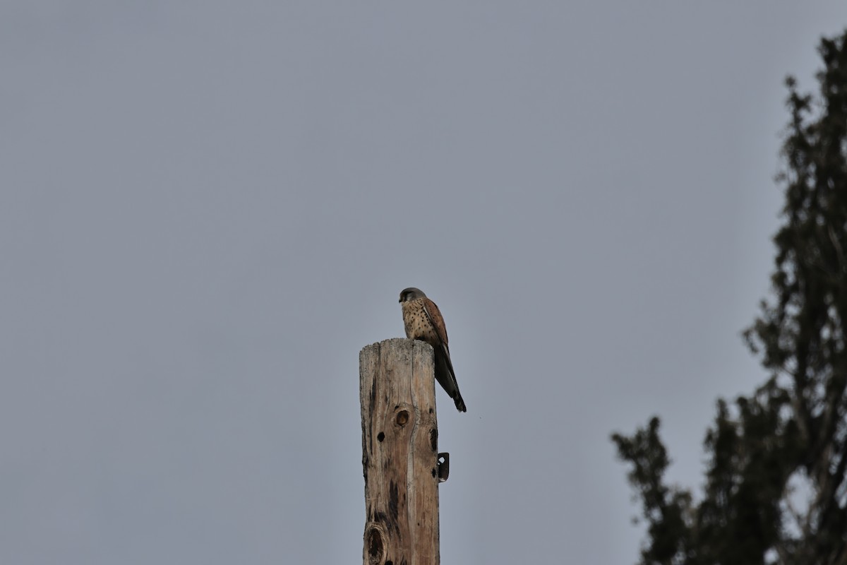 Eurasian Kestrel - ML616944110