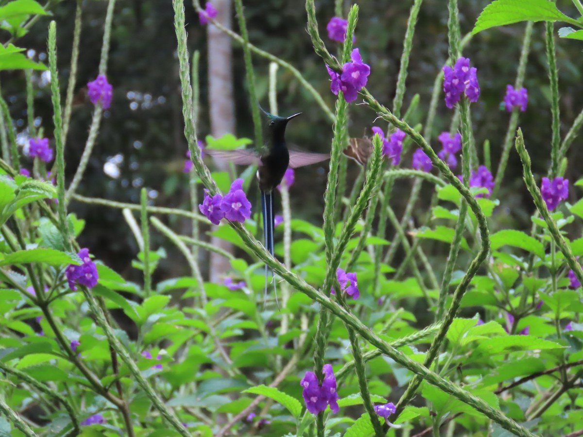 kolibřík ostrochocholatý - ML616944145