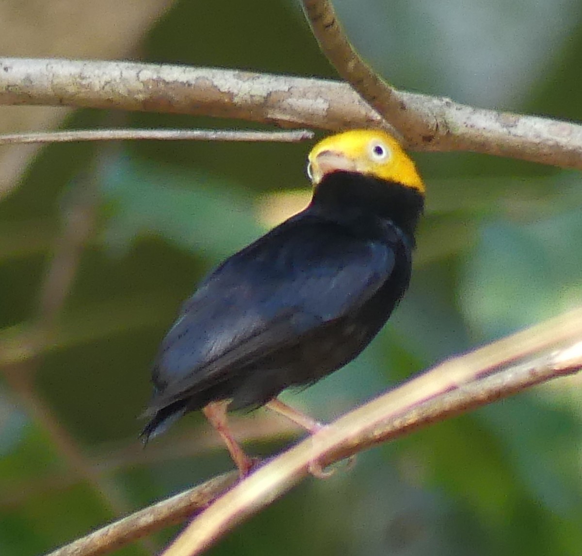 Manakin à tête d'or - ML616944173