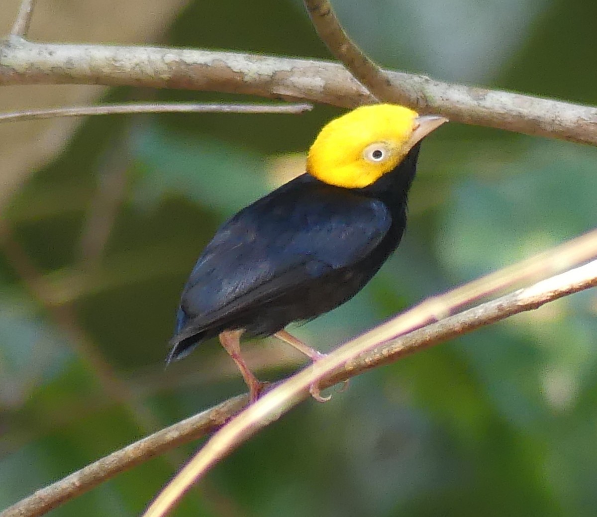 Golden-headed Manakin - ML616944174