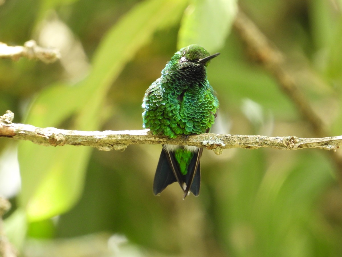 Western Emerald - Francisco Sornoza