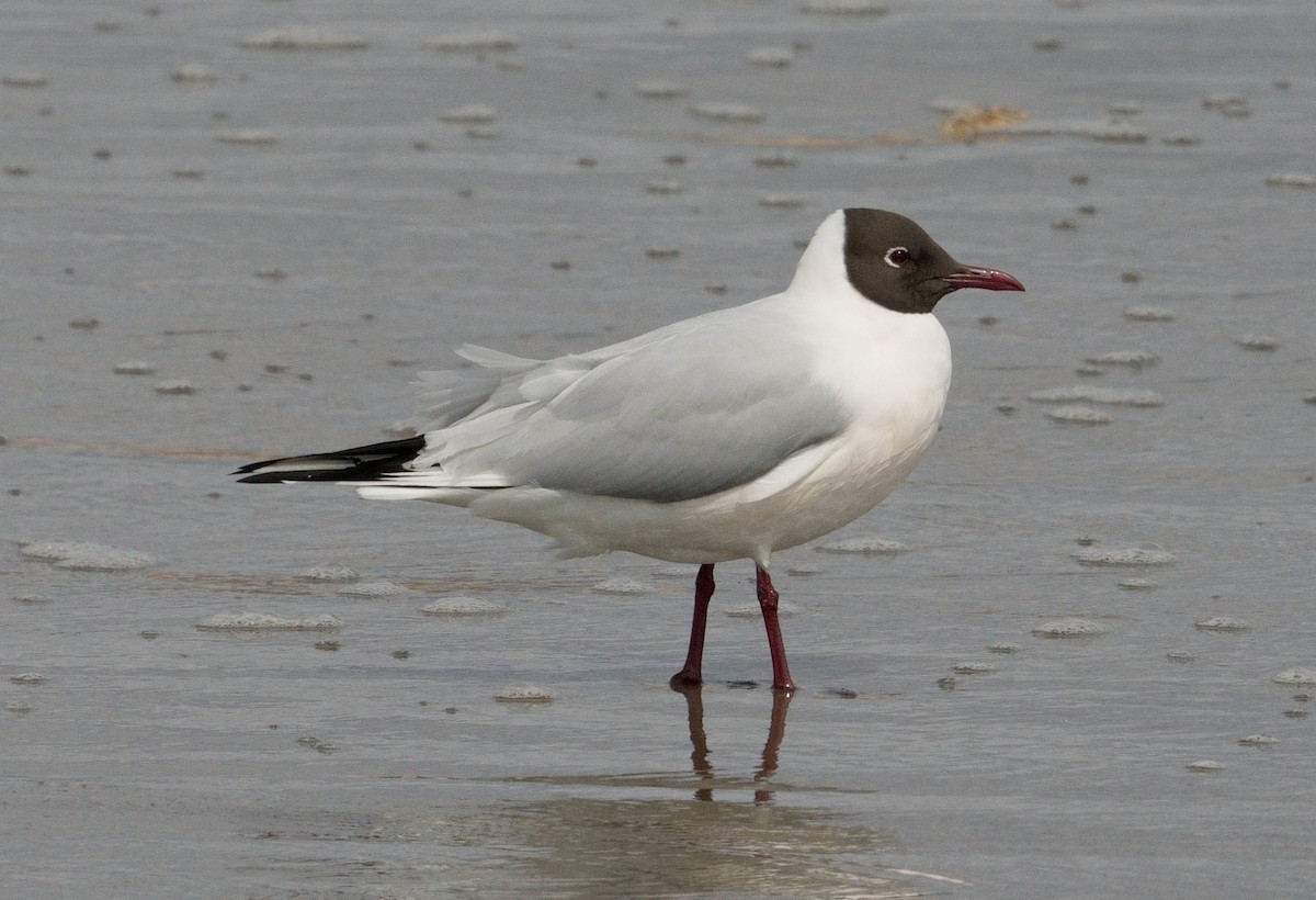 Black-headed Gull - Bill Thompson