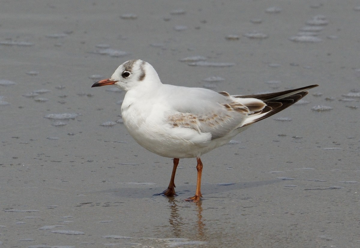 Black-headed Gull - ML616944221