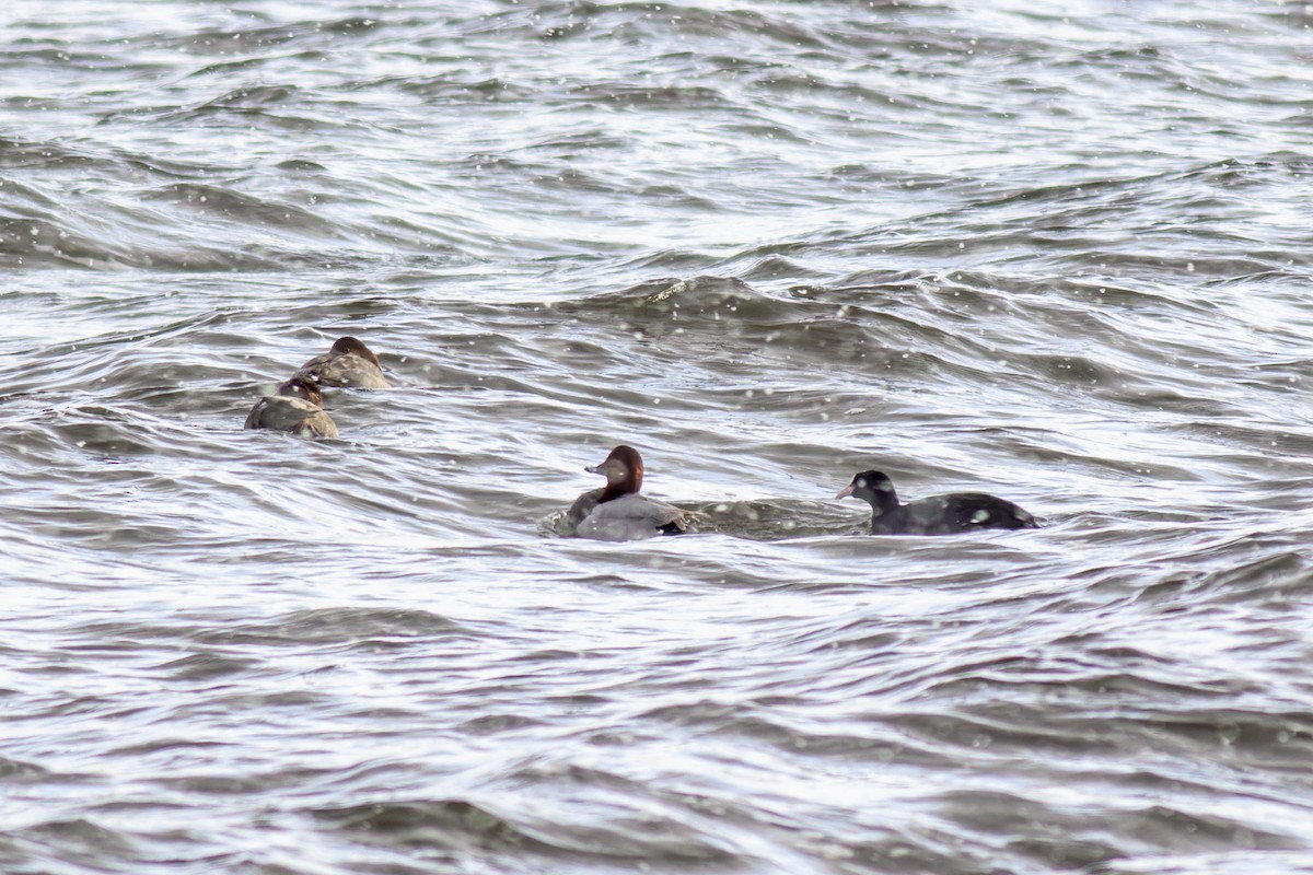 Common Pochard - ML616944232