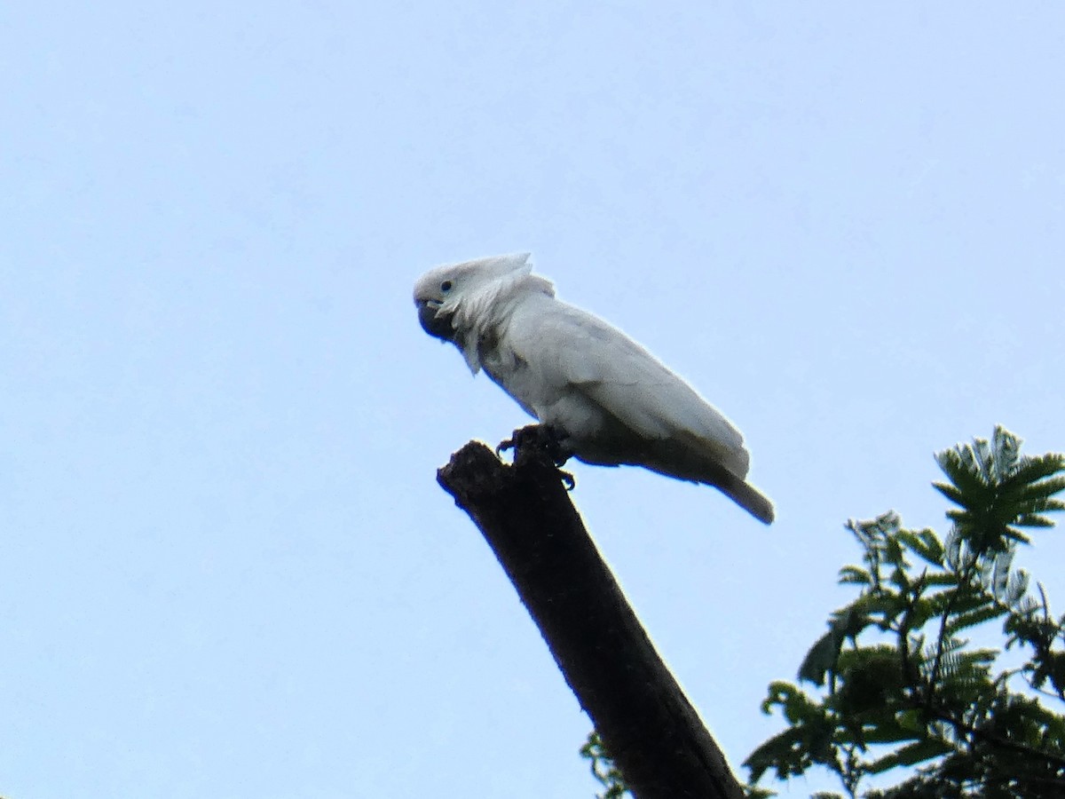 corella/white cockatoo sp. - Steve Hodges