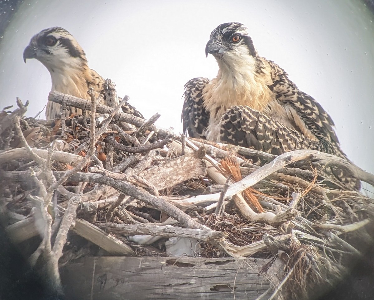 Osprey - ML616944241