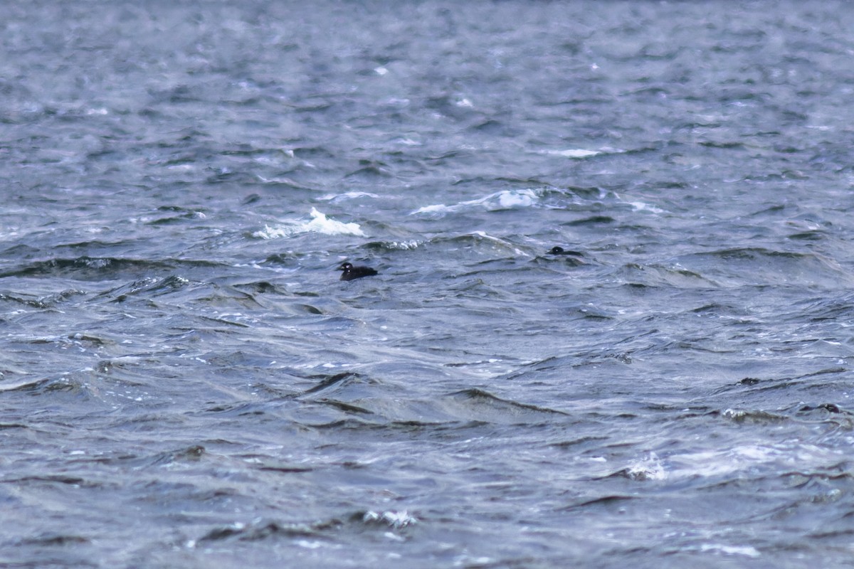 Velvet Scoter - ML616944301
