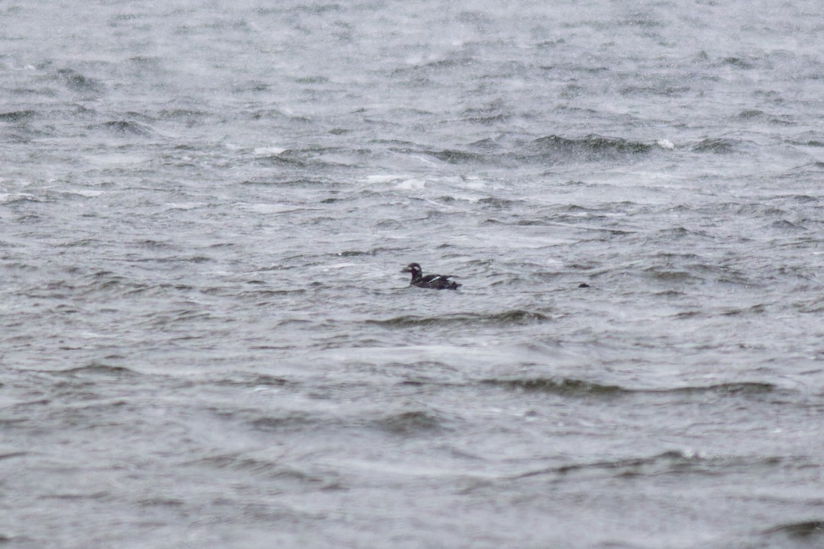 Velvet Scoter - ML616944302