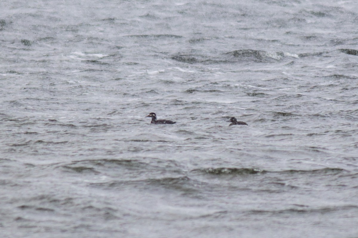 Velvet Scoter - ML616944303