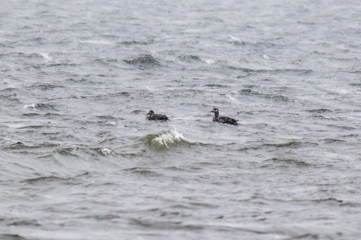 Velvet Scoter - ML616944304