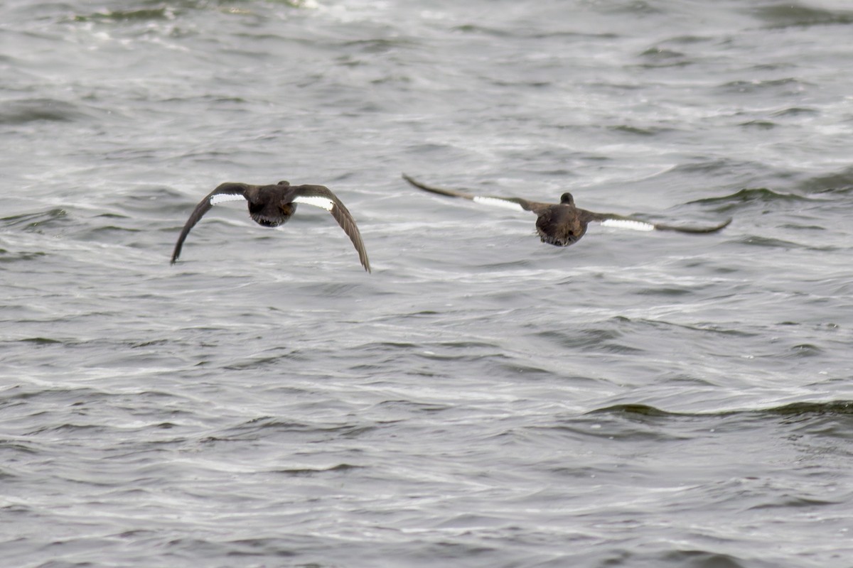 Velvet Scoter - ML616944306