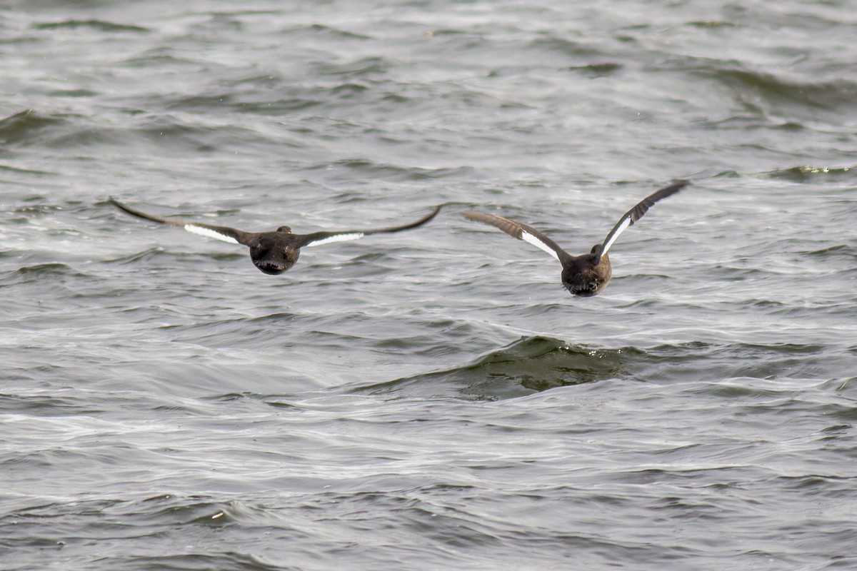 Velvet Scoter - ML616944307
