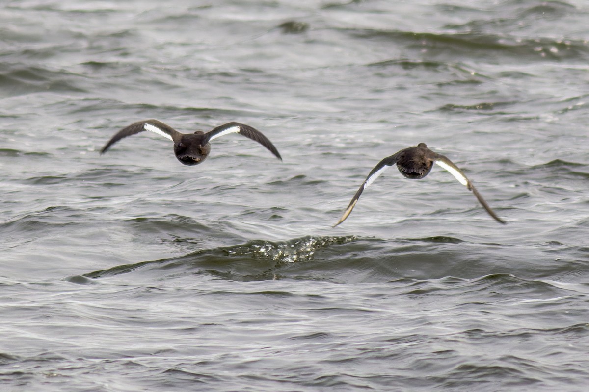 Velvet Scoter - ML616944309