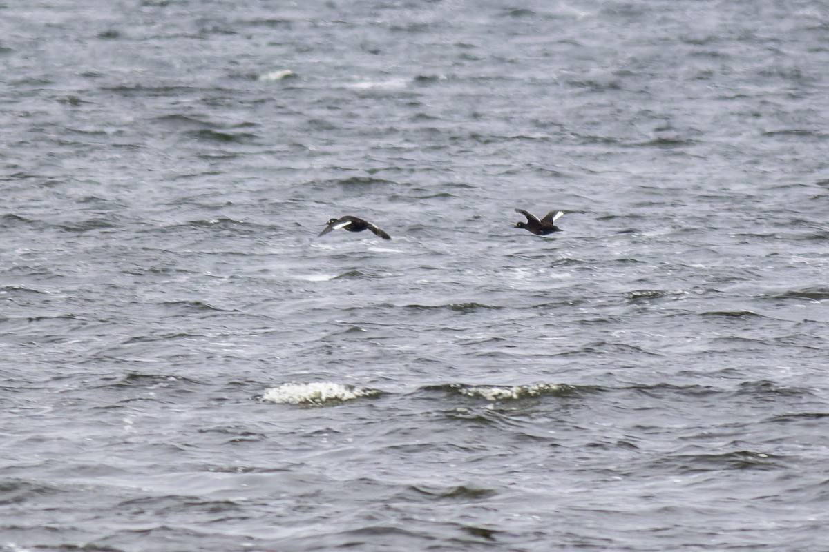 Velvet Scoter - ML616944310
