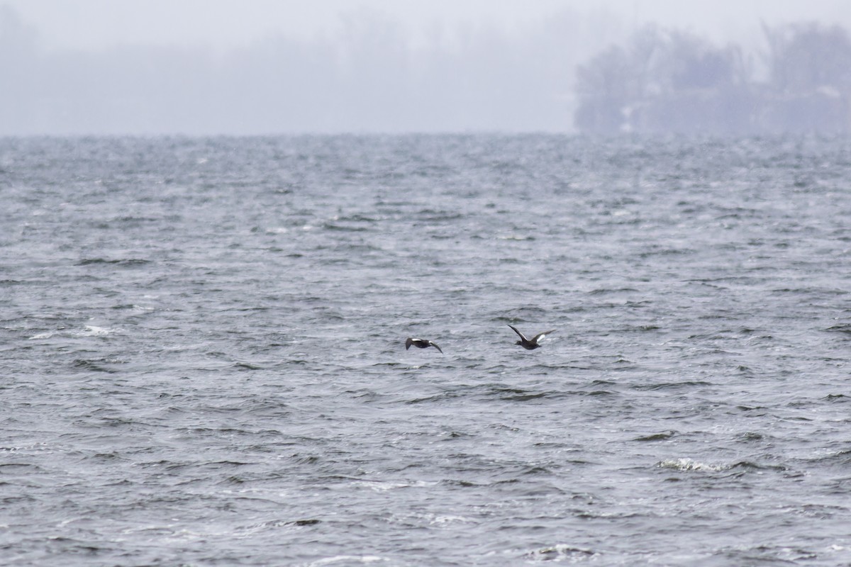 Velvet Scoter - ML616944311