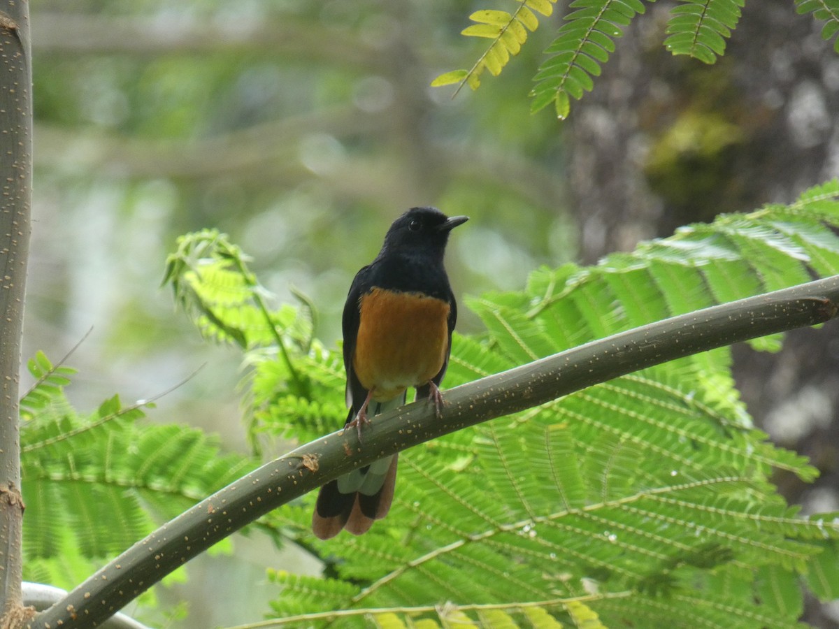 White-rumped Shama - Steve Hodges