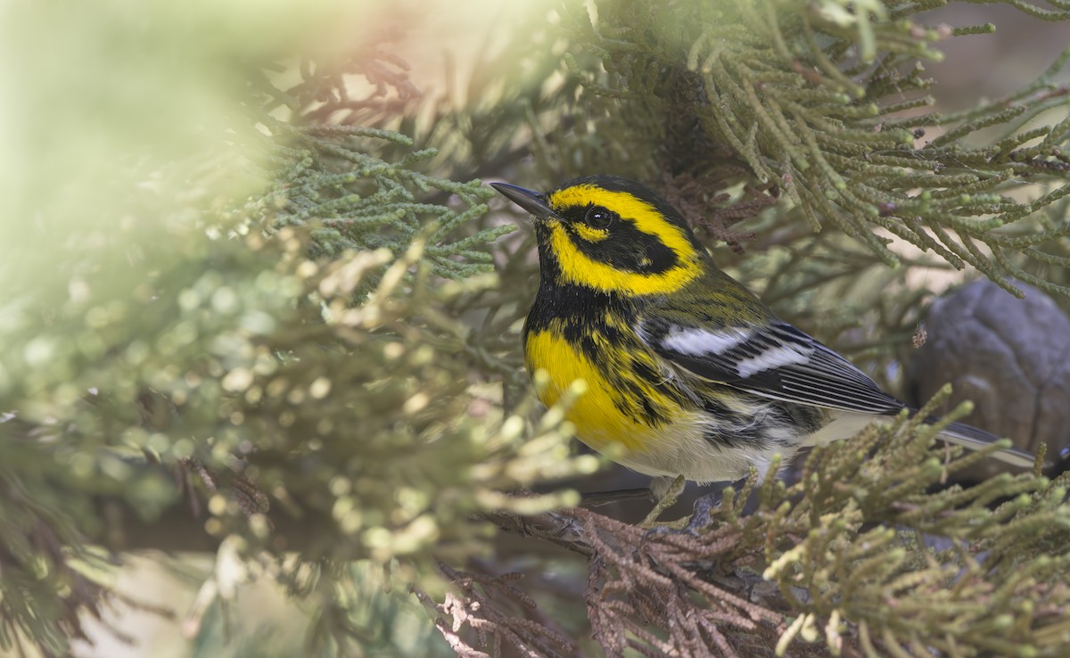 Townsend's Warbler - ML616944372