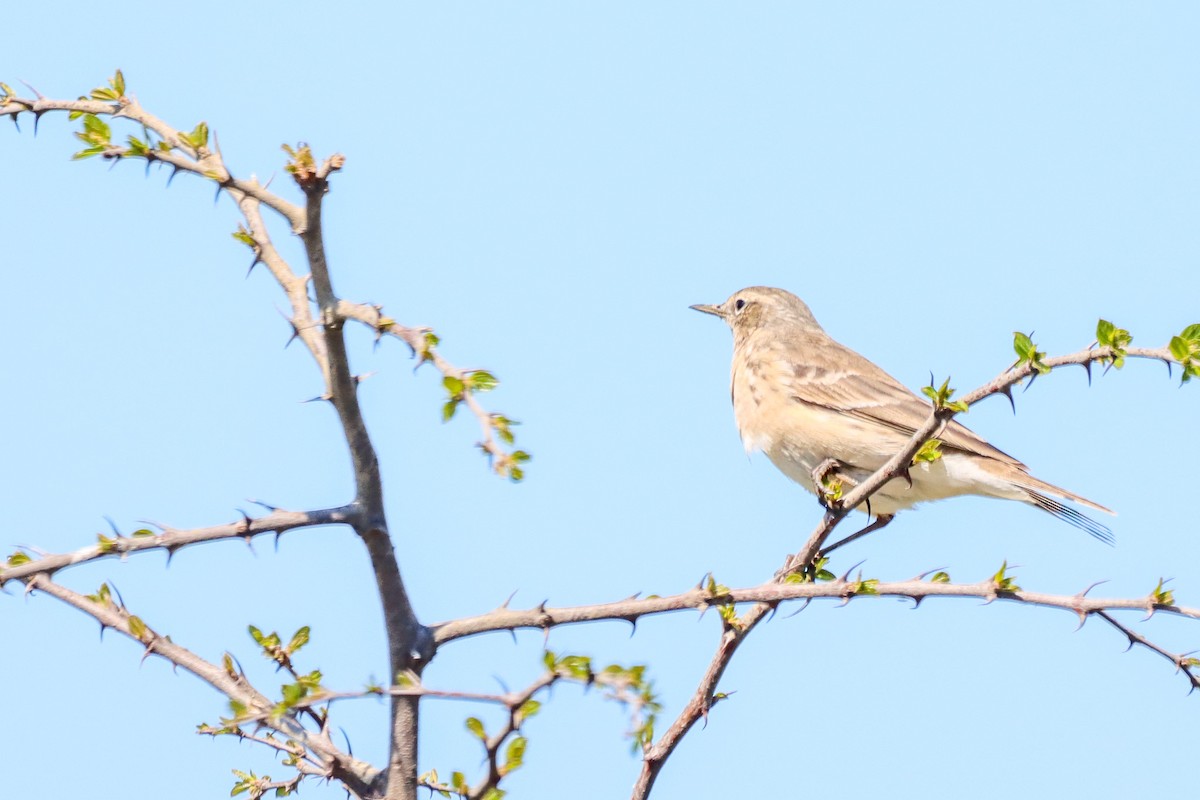 Water Pipit - ML616944460