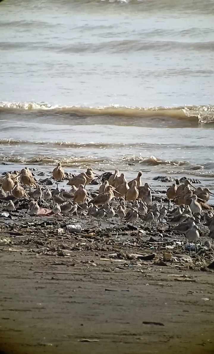 Marbled Godwit - ML616944488