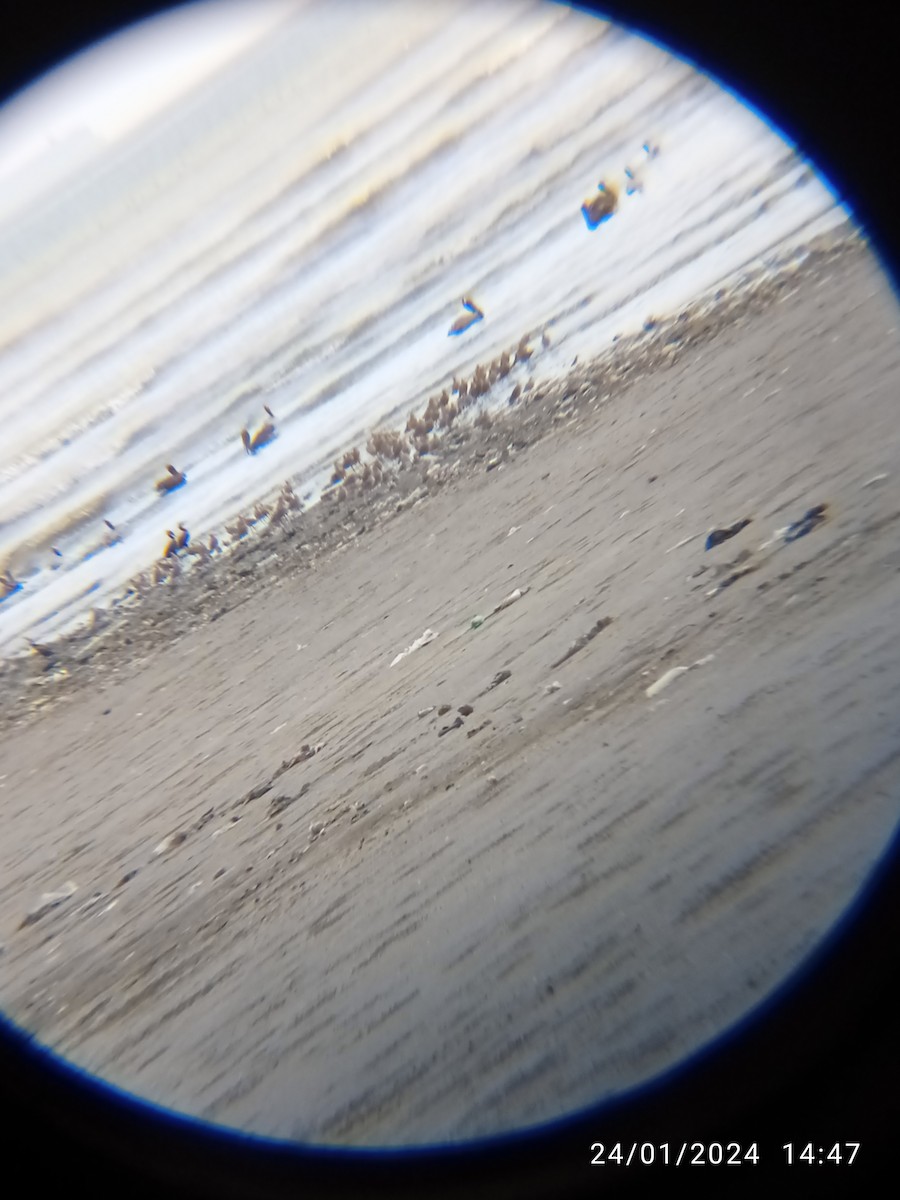 Marbled Godwit - ML616944489