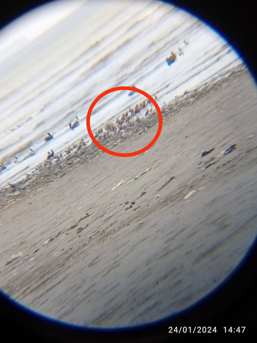 Marbled Godwit - ML616944490