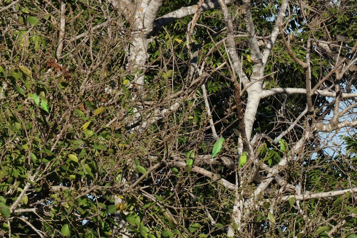 Blaubürzel-Sperlingspapagei - ML616944492