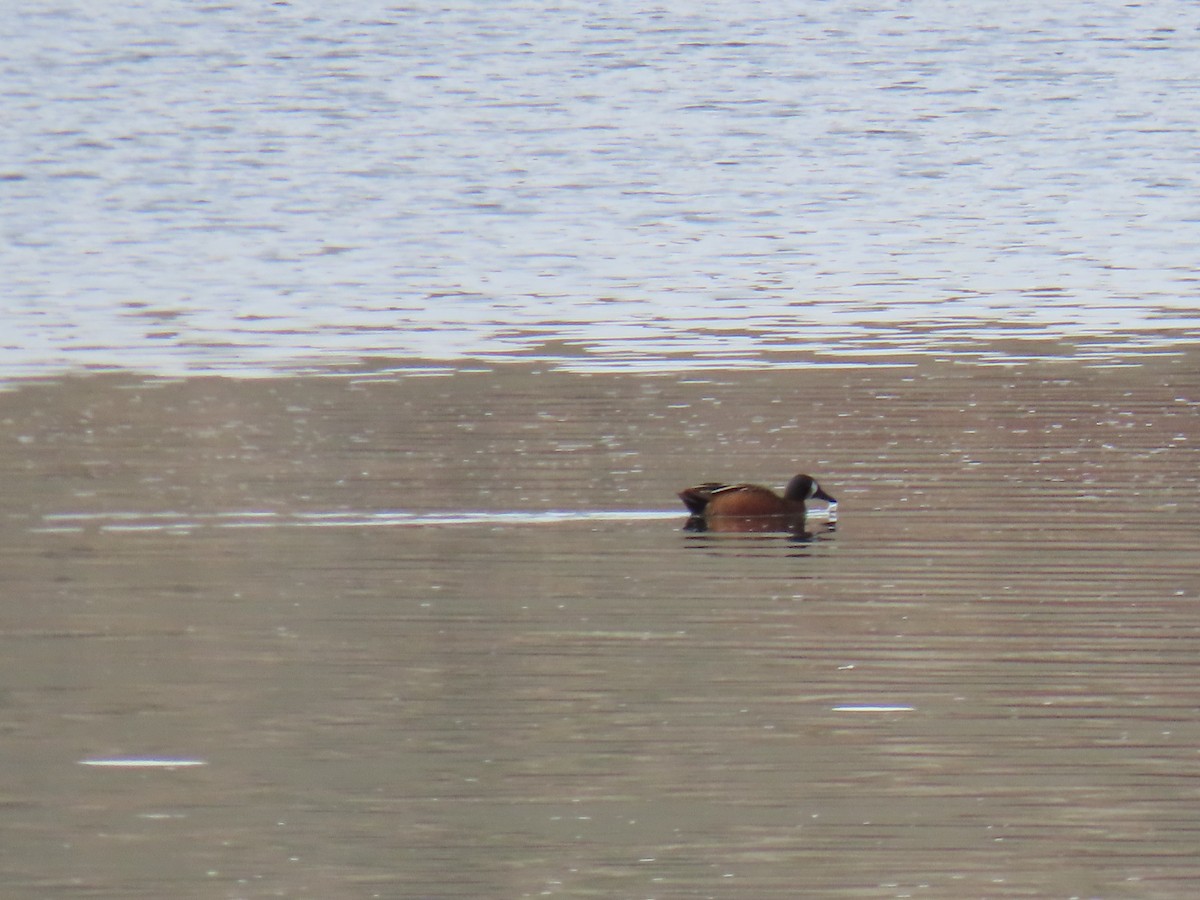 Blue-winged x Cinnamon Teal (hybrid) - ML616944537