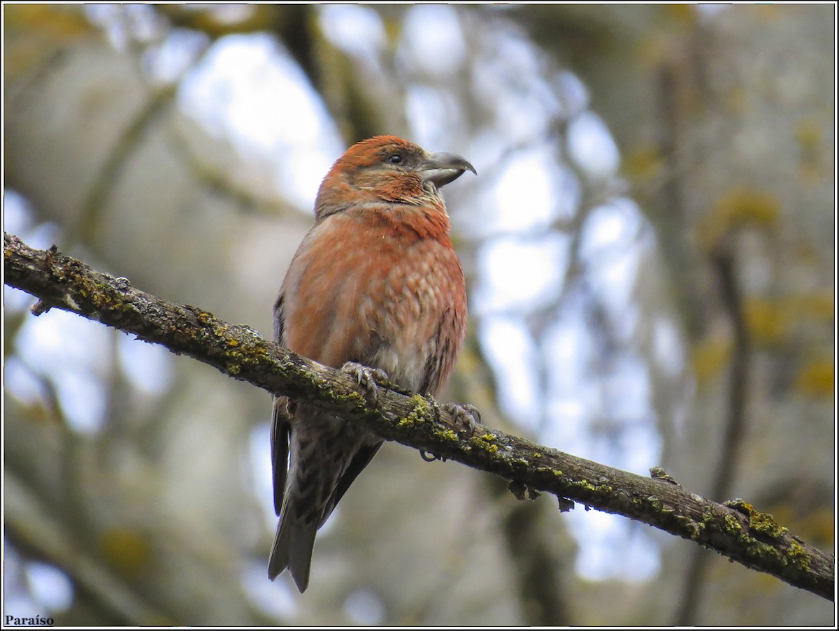 Red Crossbill - José María Paraíso Hernández