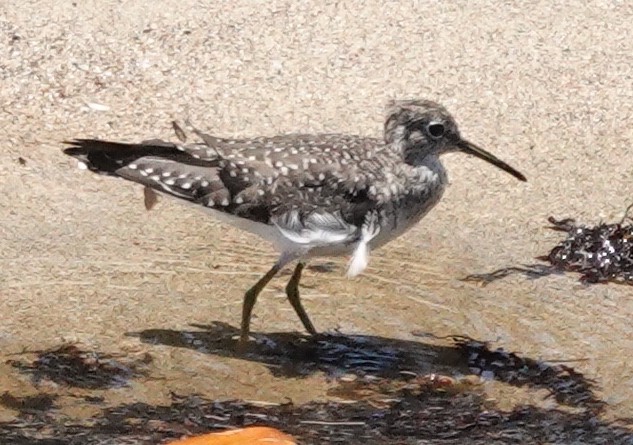 Solitary Sandpiper - ML616944553