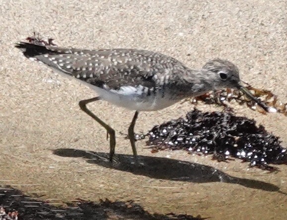 Solitary Sandpiper - ML616944554