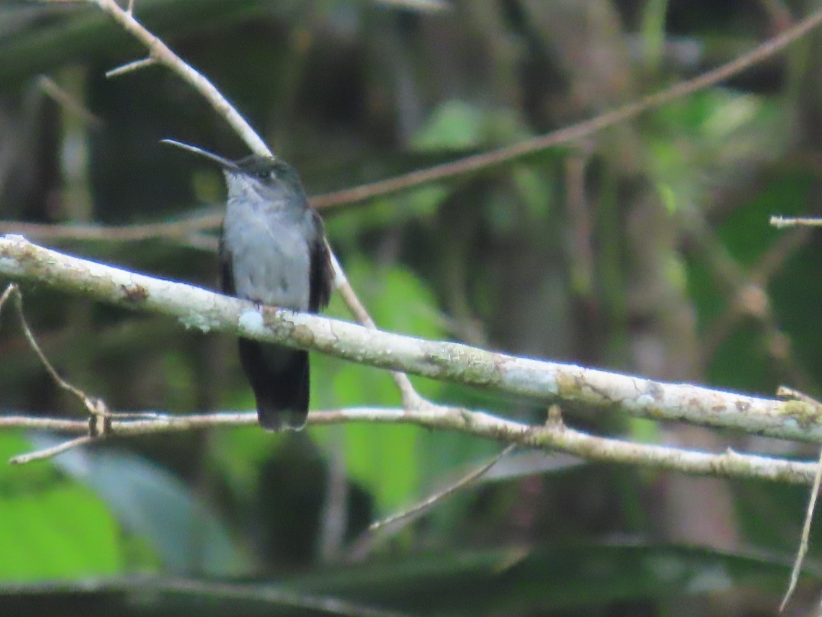 Gray-breasted Sabrewing - Katherine Holland