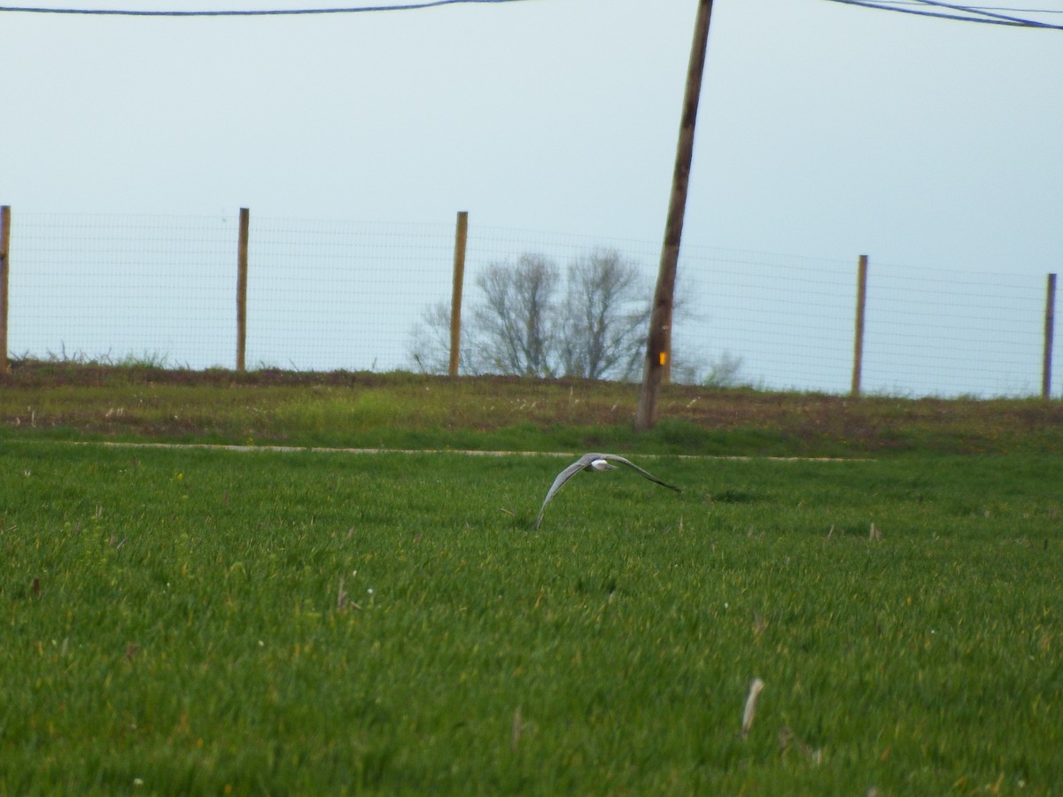 Northern Harrier - Kathy Calvert