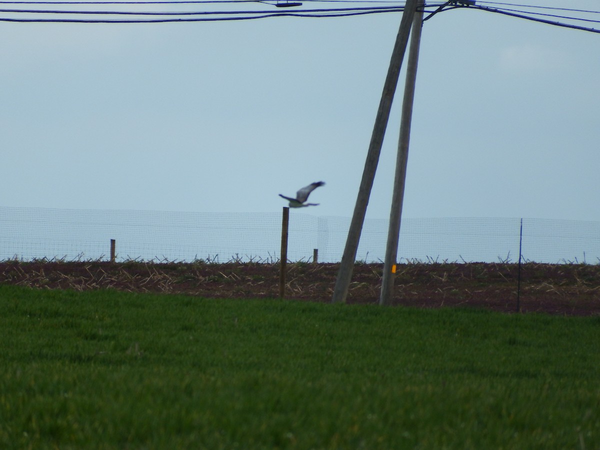 Northern Harrier - ML616944585