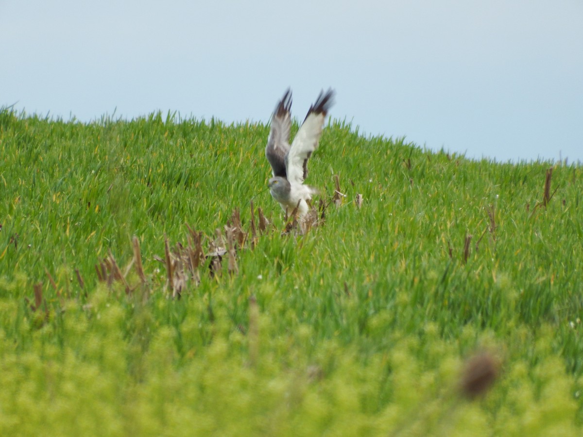 Northern Harrier - ML616944593