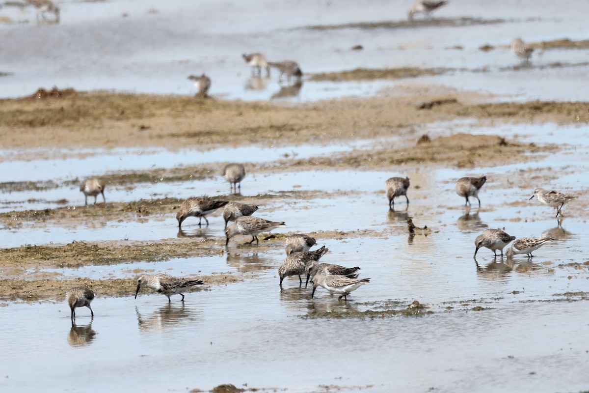 Dunlin - ML616944596