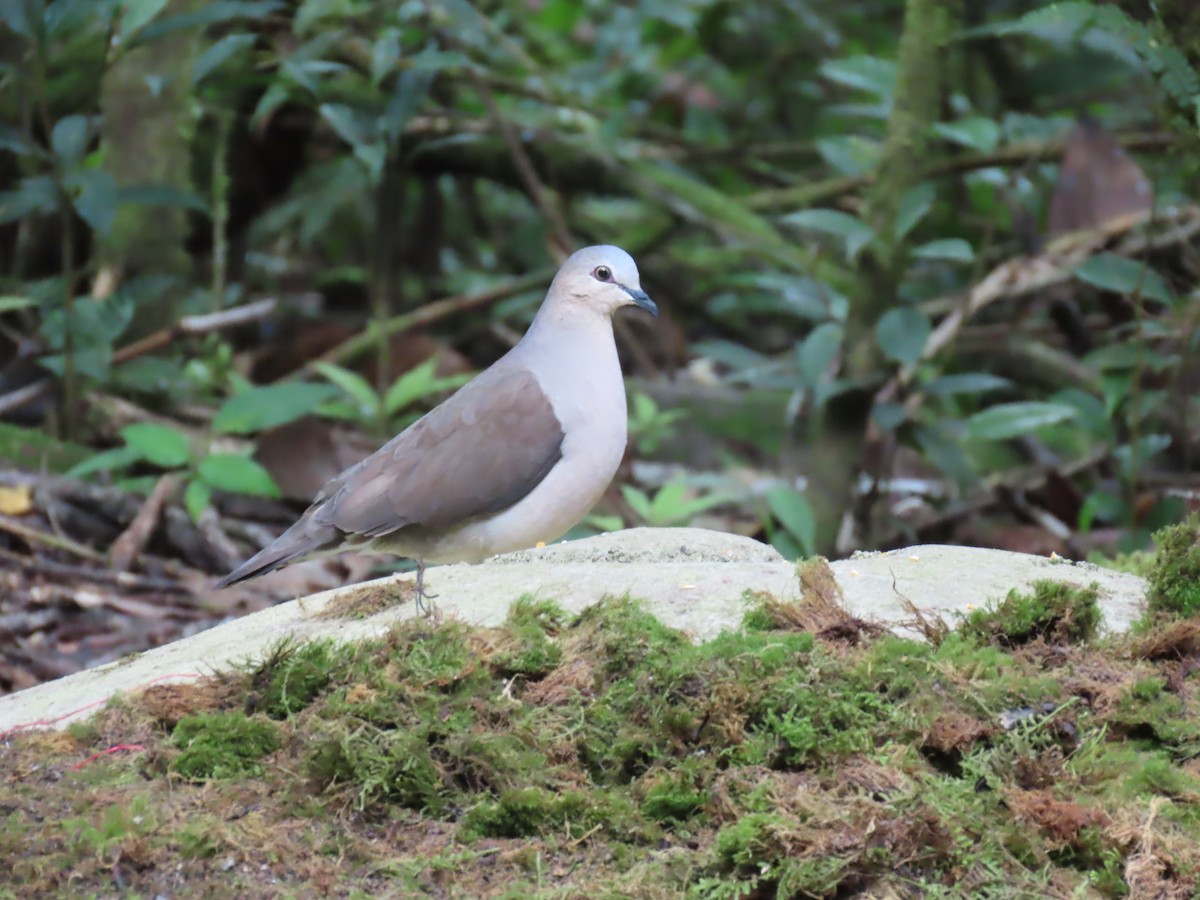 Gray-fronted Dove - ML616944604