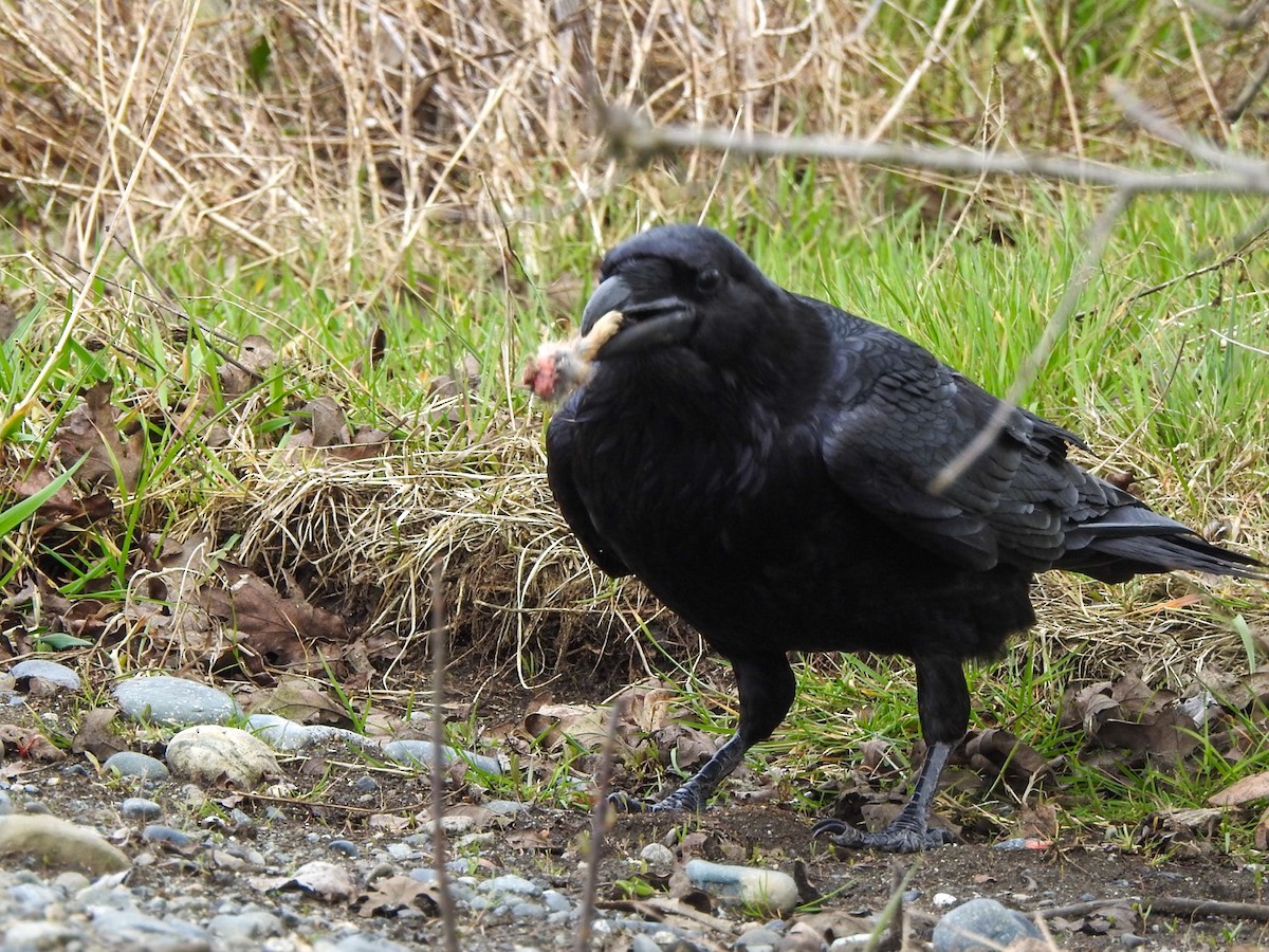 Common Raven - ML616944618