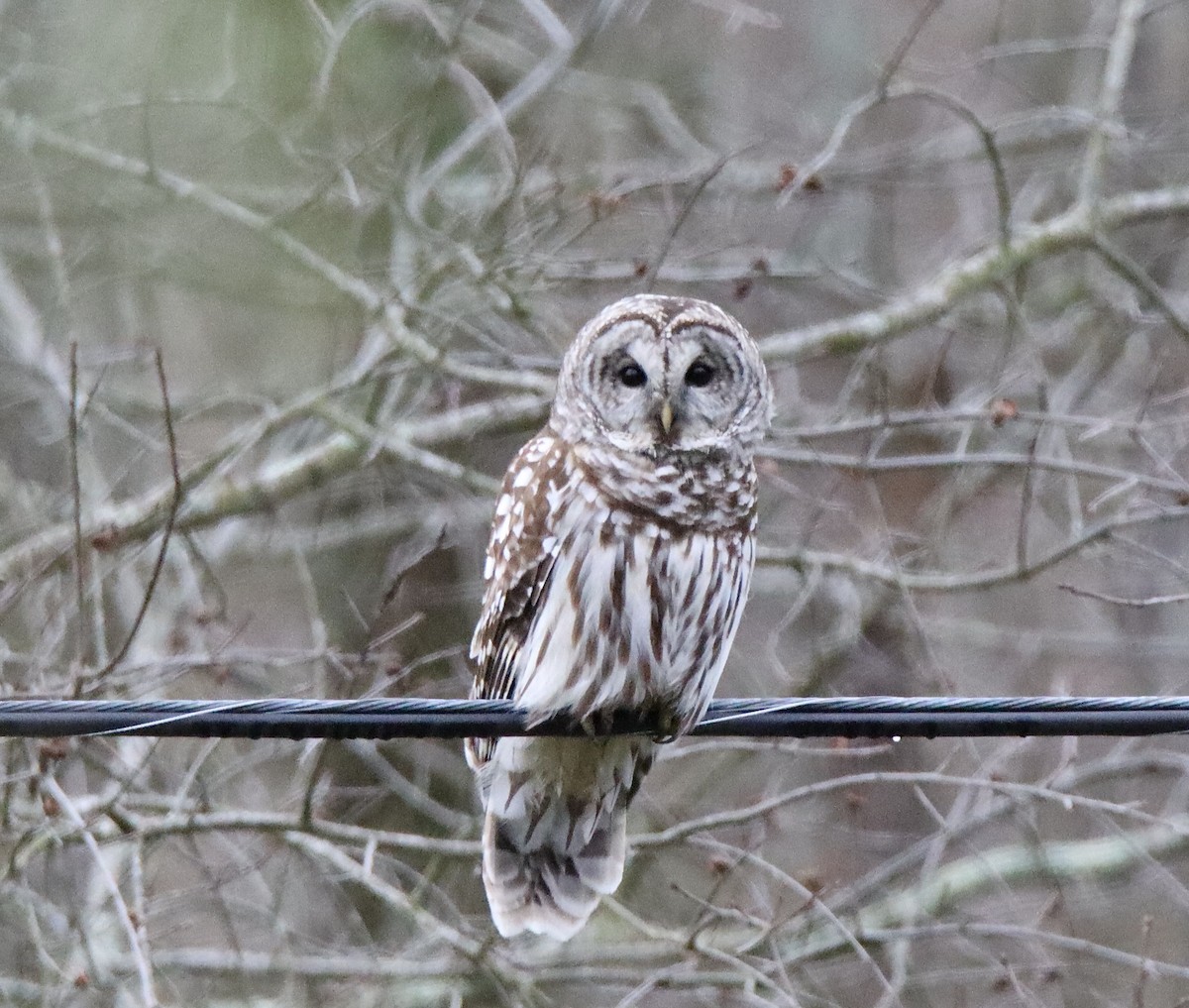 Barred Owl - ML616944656