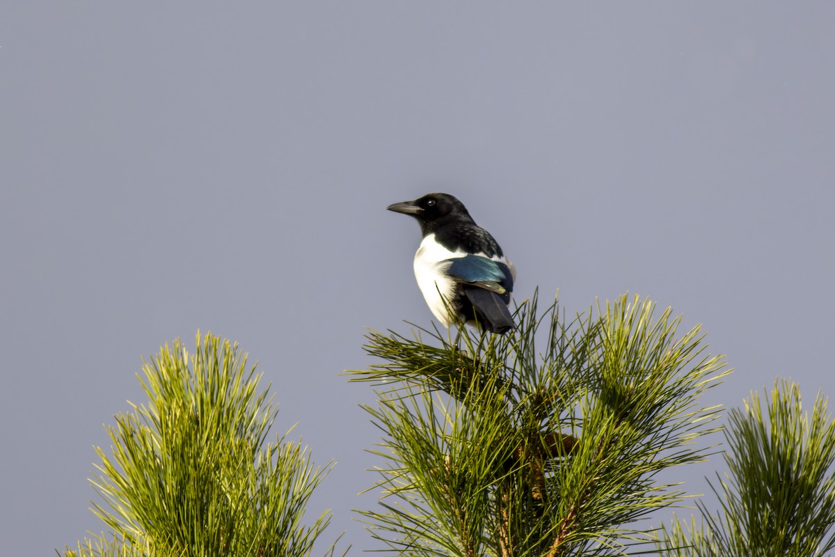Eurasian Magpie - ML616944663